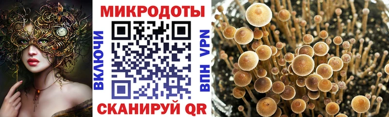 mega маркетплейс  Ладушкин  Галлюциногенные грибы Psilocybine cubensis 